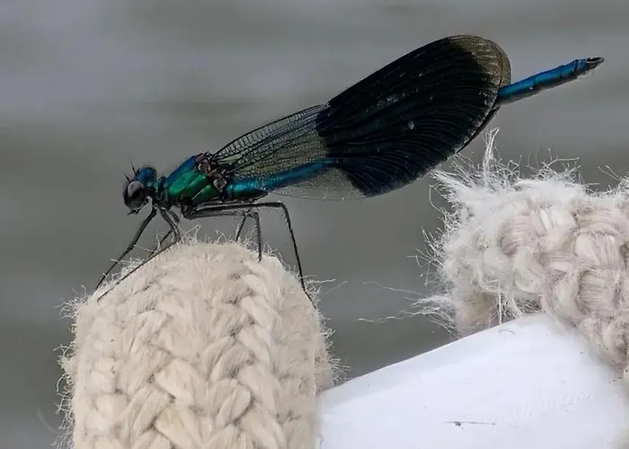 Bed and Breakfast Chez Tatiana à Lyon